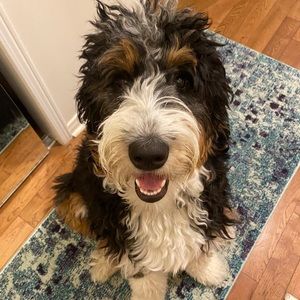 Meet your Posher, Shane